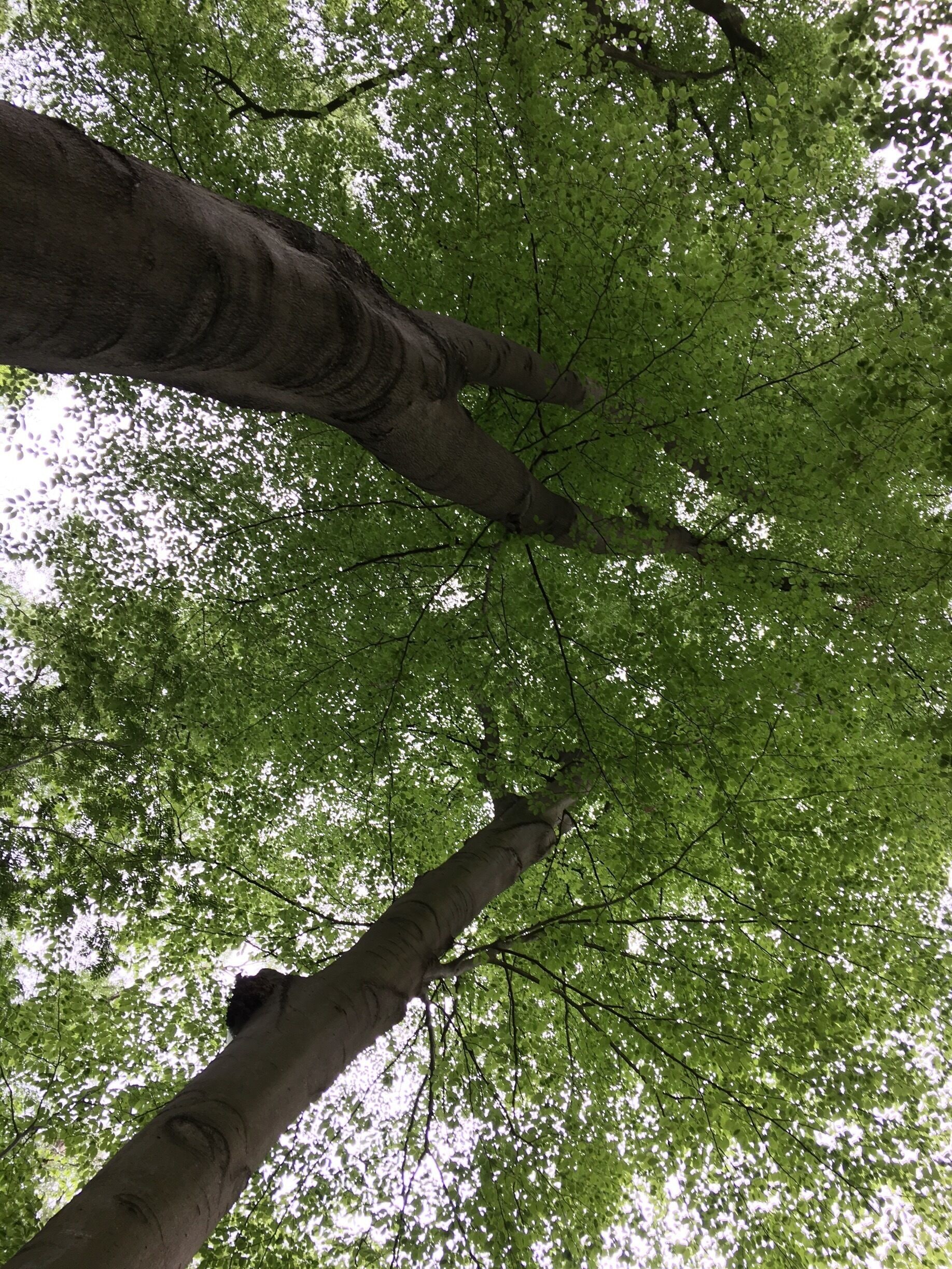 Voltaireweg auf Höhe Katzenbuckel 