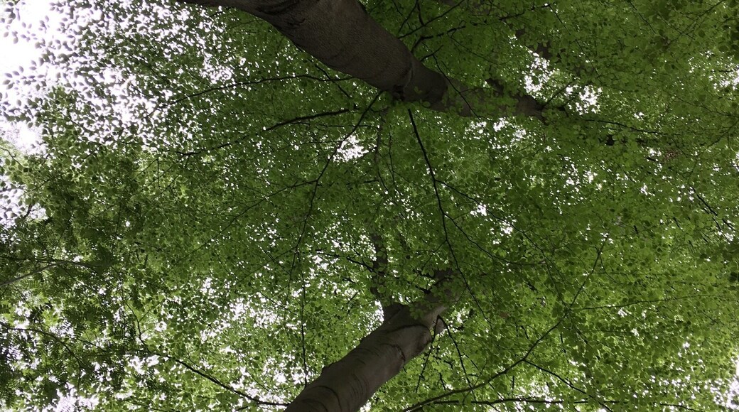 Voltaireweg auf Höhe Katzenbuckel