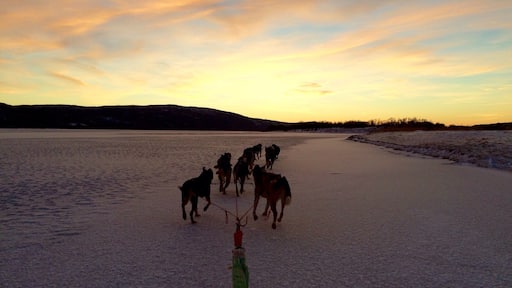 What an amazing way to spend a few hours - husky sledding through the snow with Dag from Tana Husky. This shot was on a frozen river (taken with frozen fingers!). One tick off the bucket list :)