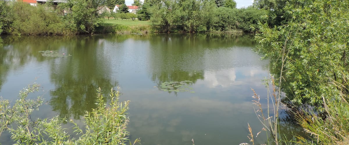 A calm river with dense greenery and a few buildings in the background.