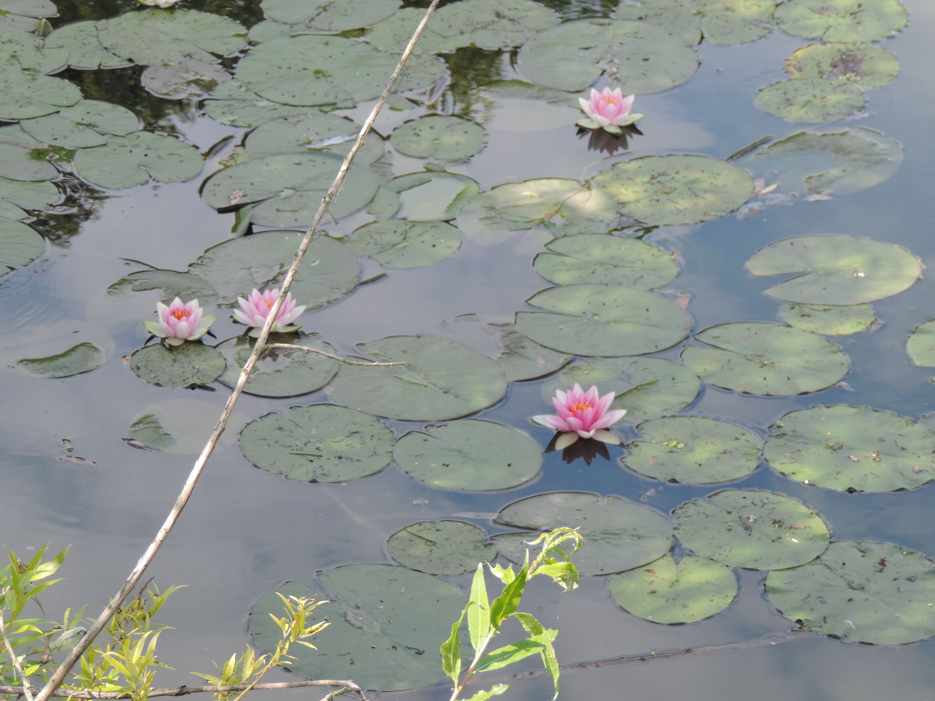 Hohenseefeld, Niederer Fläming, Germany