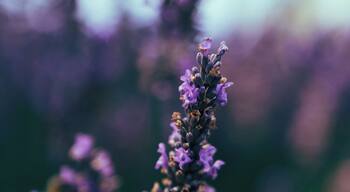 Some beautiful NZ indigo during Lavender season! #springfun