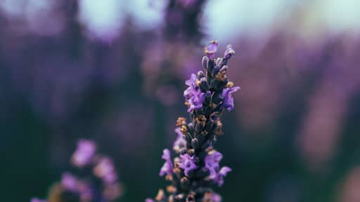 Some beautiful NZ indigo during Lavender season! #springfun