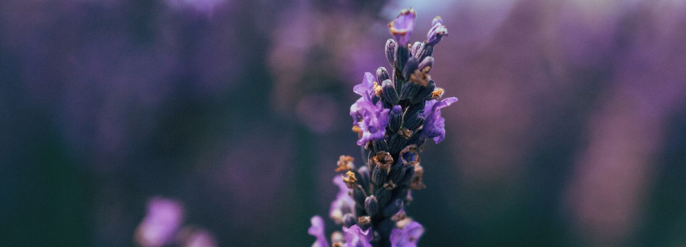 Some beautiful NZ indigo during Lavender season! #springfun