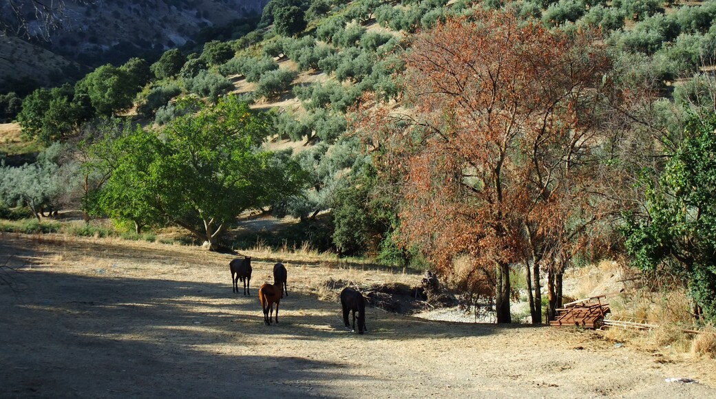 Landscape in Andalusia south of Carcabuey, Province Córdoba in Spain