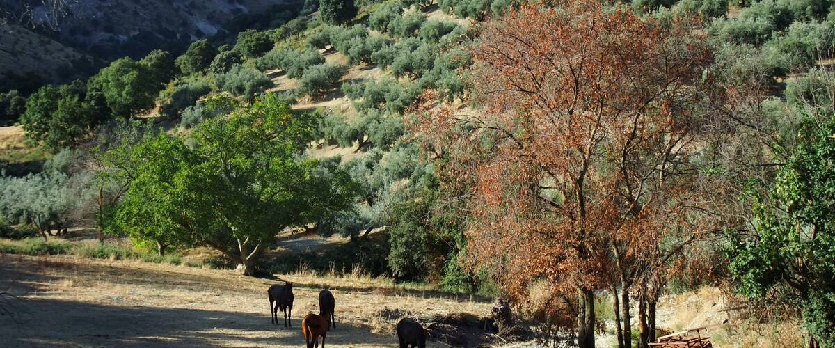 A mountainous landscape with olive groves and a dirt road.
