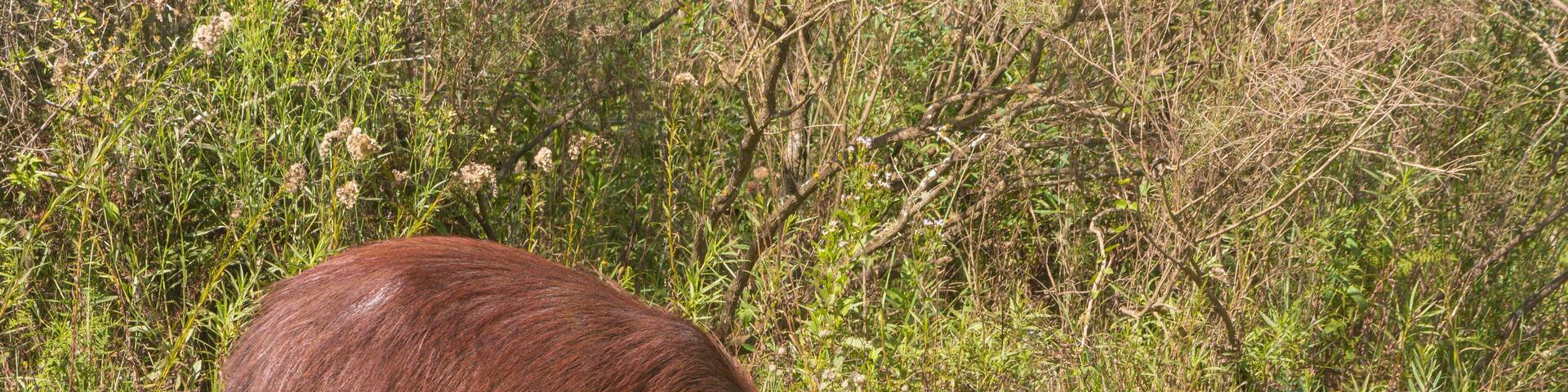Carpincho / Capybara (Hydrochoerus hydrochaeris), the largest living rodent, feeding with grass, in the wilderness of El Palmar National Park, in Entre Rios, Argentina.