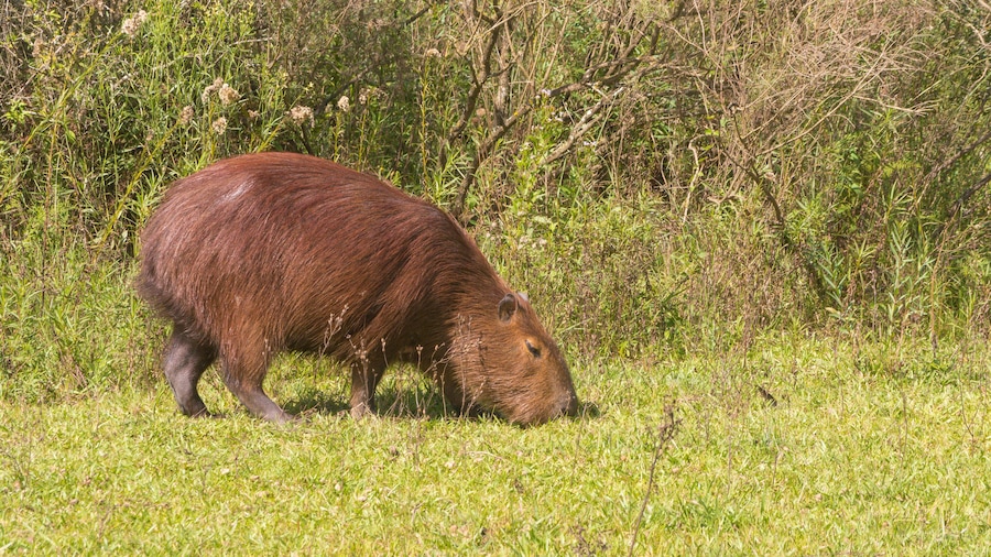 A large brown animal grazing in a grassy field with dense shrubbery in the background.