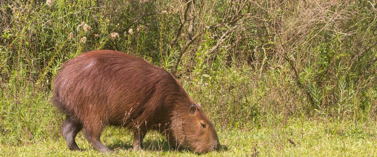 A large brown animal grazing in a grassy field with dense shrubbery in the background.