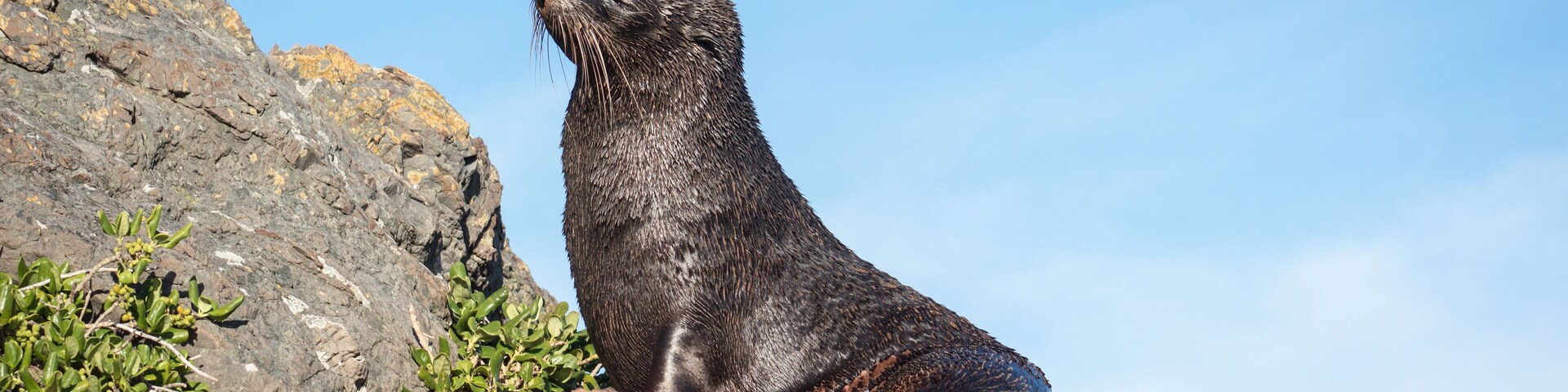 Una foca sobre un risco con vegetación escasa.