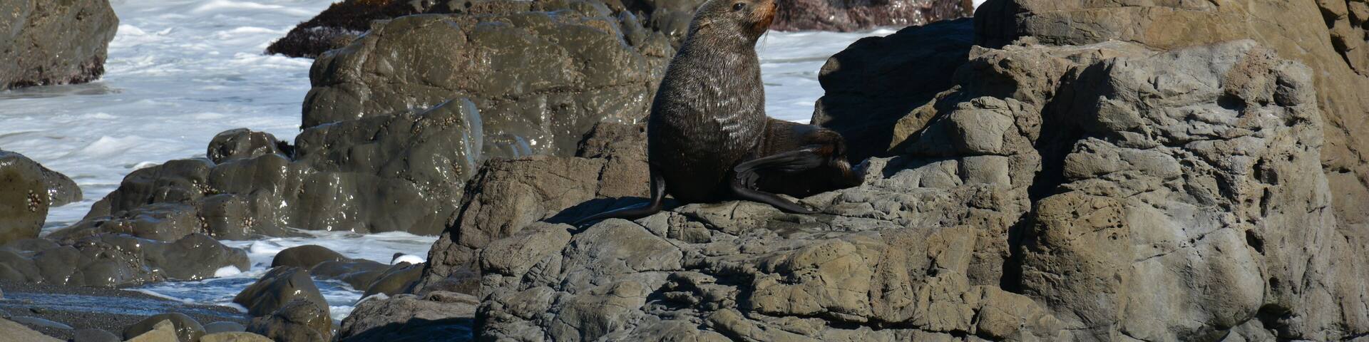 Seal enjoying the sun with the waves crashing on the rocks