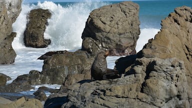 Seal enjoying the sun with the waves crashing on the rocks