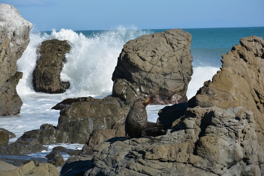 Seal enjoying the sun with the waves crashing on the rocks