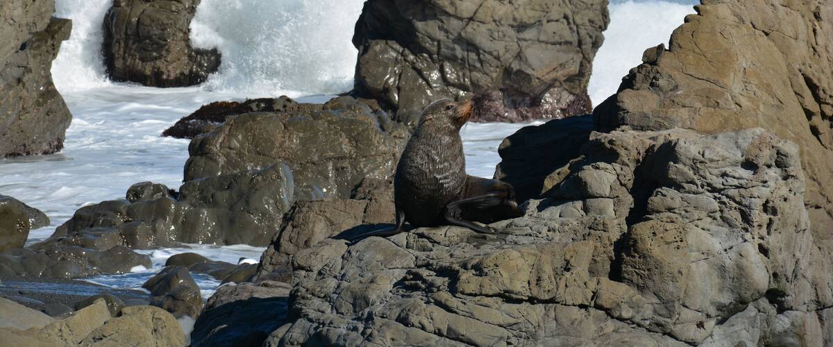 A rocky coastline with waves crashing against large boulders and a seal resting on the rocks.