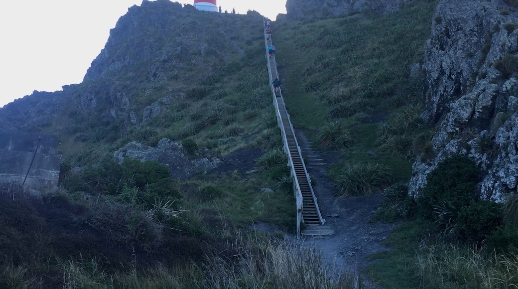 Cape Palliser Lighthouse was built in 1897. The climb to the top features 250 steps and overlooks the southernmost point of the North Island of Aotearoa (New Zealand). The area is surrounded by dramatic landscapes, Maori legends, and the islandsâ largest fur seal colony. #History