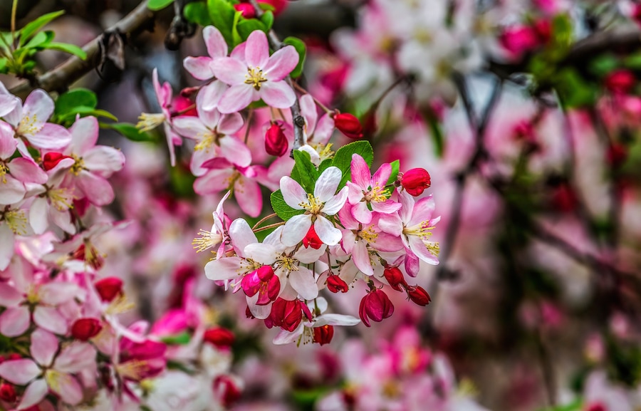 Racimos de flores rosas y blancas con hojas verdes en un árbol.