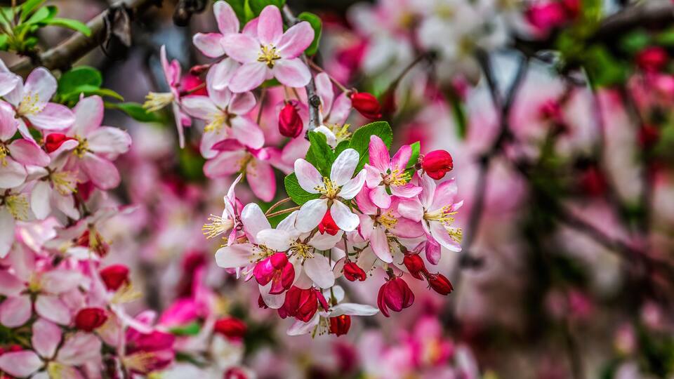 Colorful Japanese crab apple blossoms, Kenwood, Bethesda, Maryland.