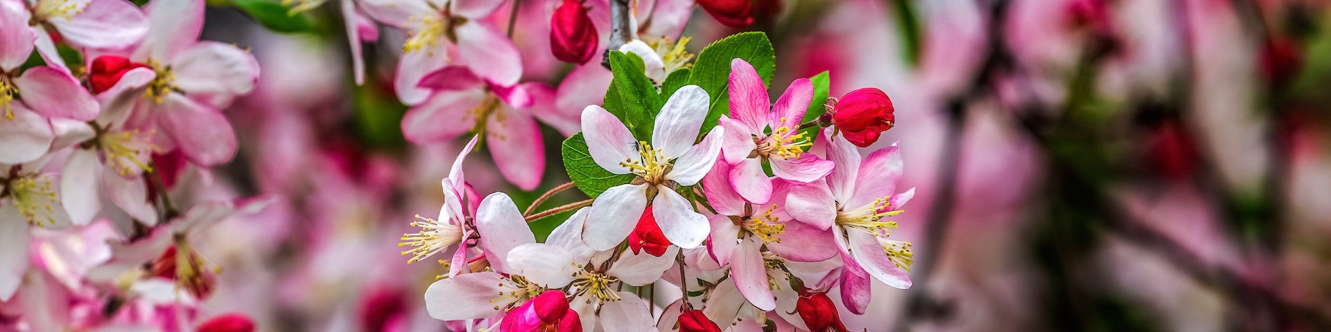 Racimos de flores rosas y blancas con hojas verdes en un árbol.
