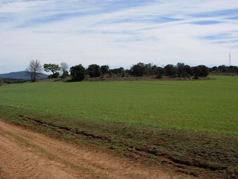 A rural landscape with a dirt path, green fields, and scattered trees.