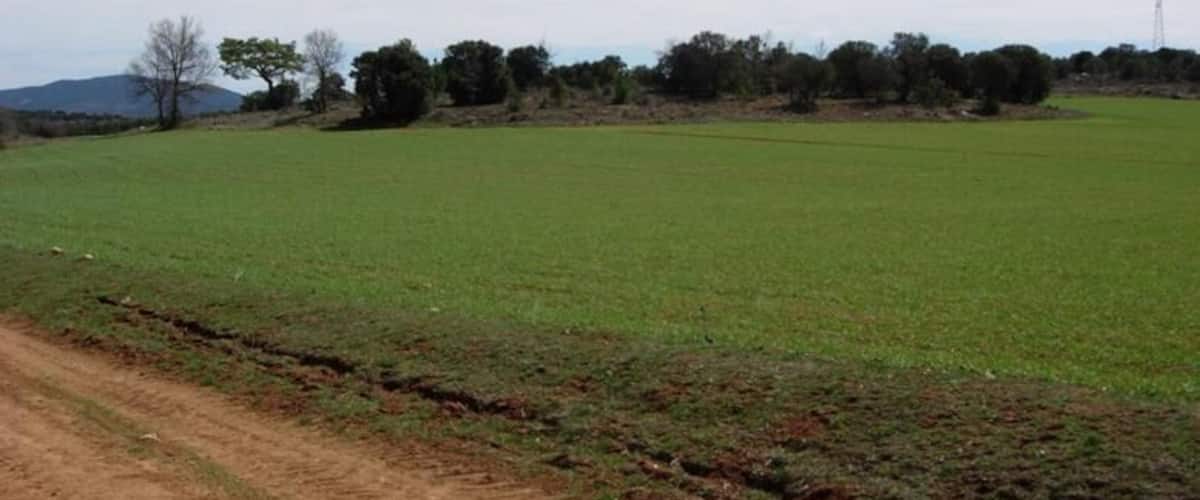 A rural landscape with a dirt path, green fields, and scattered trees.