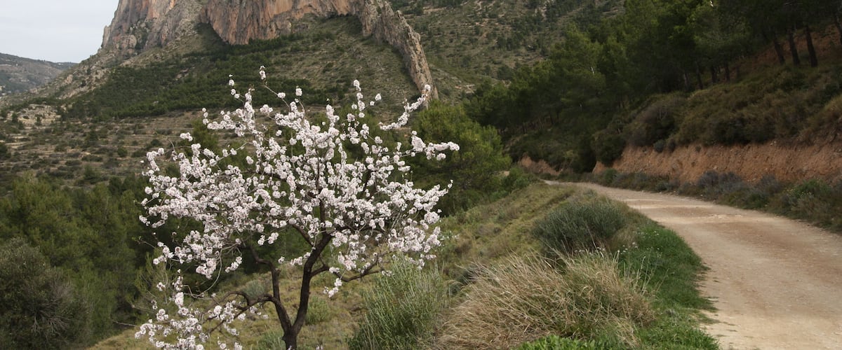 A dirt road winding through a mountainous landscape with a blooming tree in the foreground.