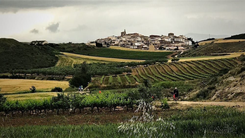 A vineyard with rows of grapevines, a hilly landscape, and a town with a prominent church in the background.