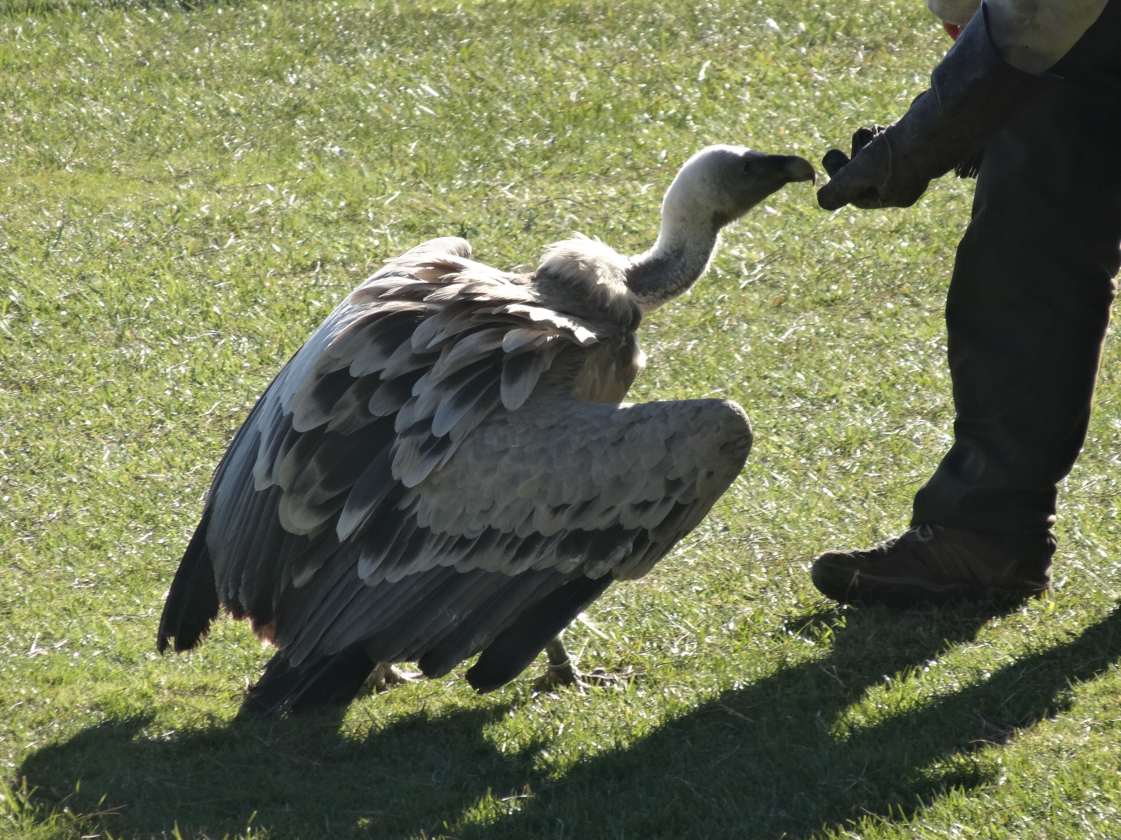 Cim d'Àligues (Sant Feliu de Codines).