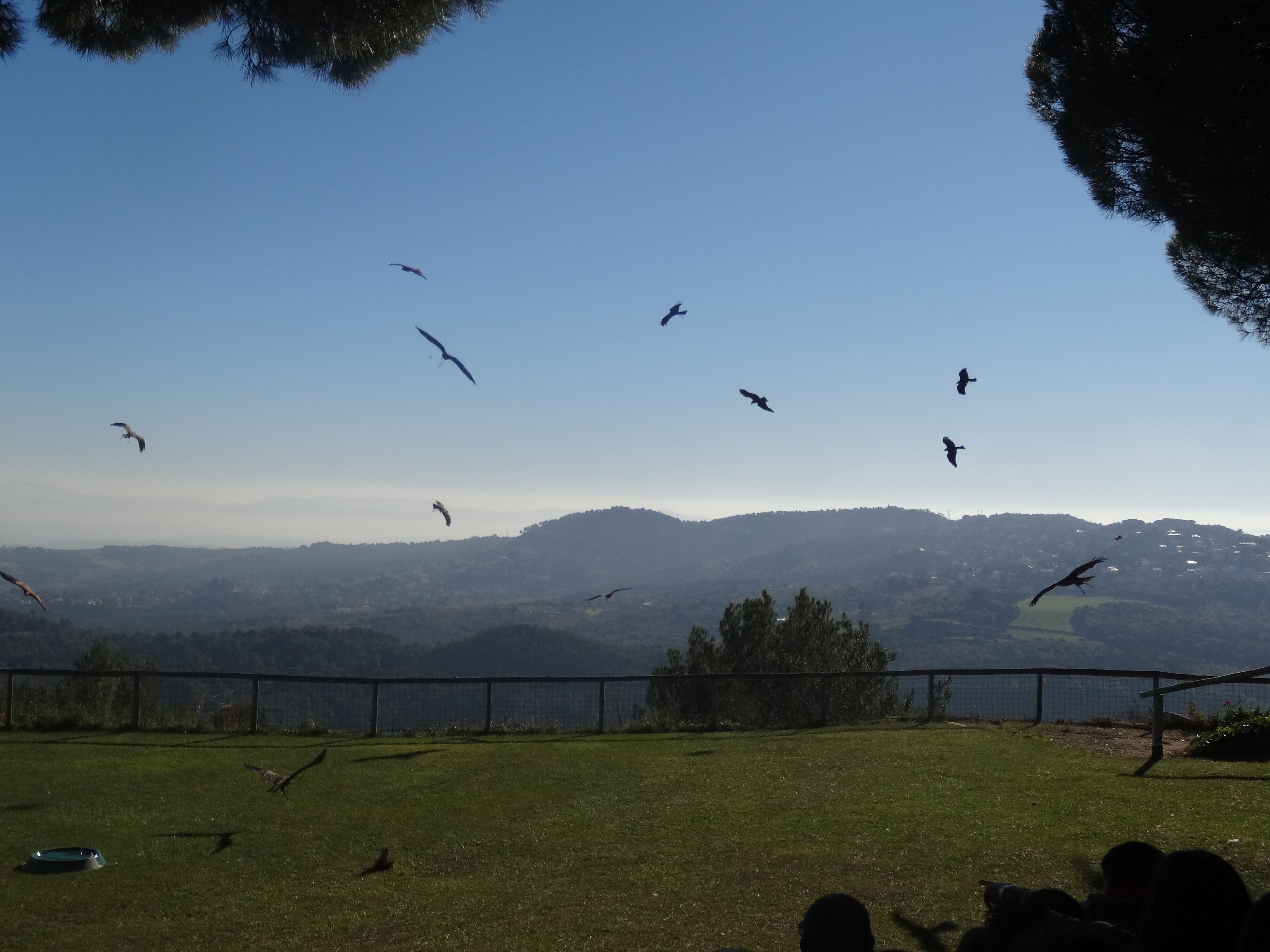 Cim d'Àligues (Sant Feliu de Codines).