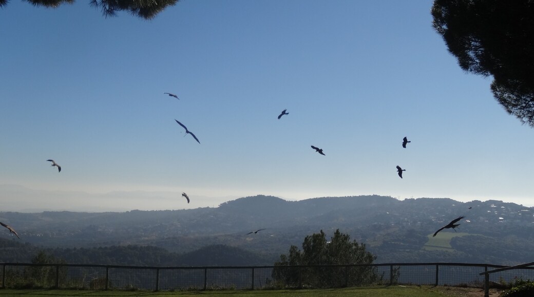 Cim d'Àligues (Sant Feliu de Codines).