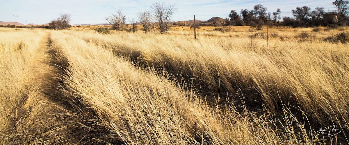 A dry grassland with a clear sky and distant hills.