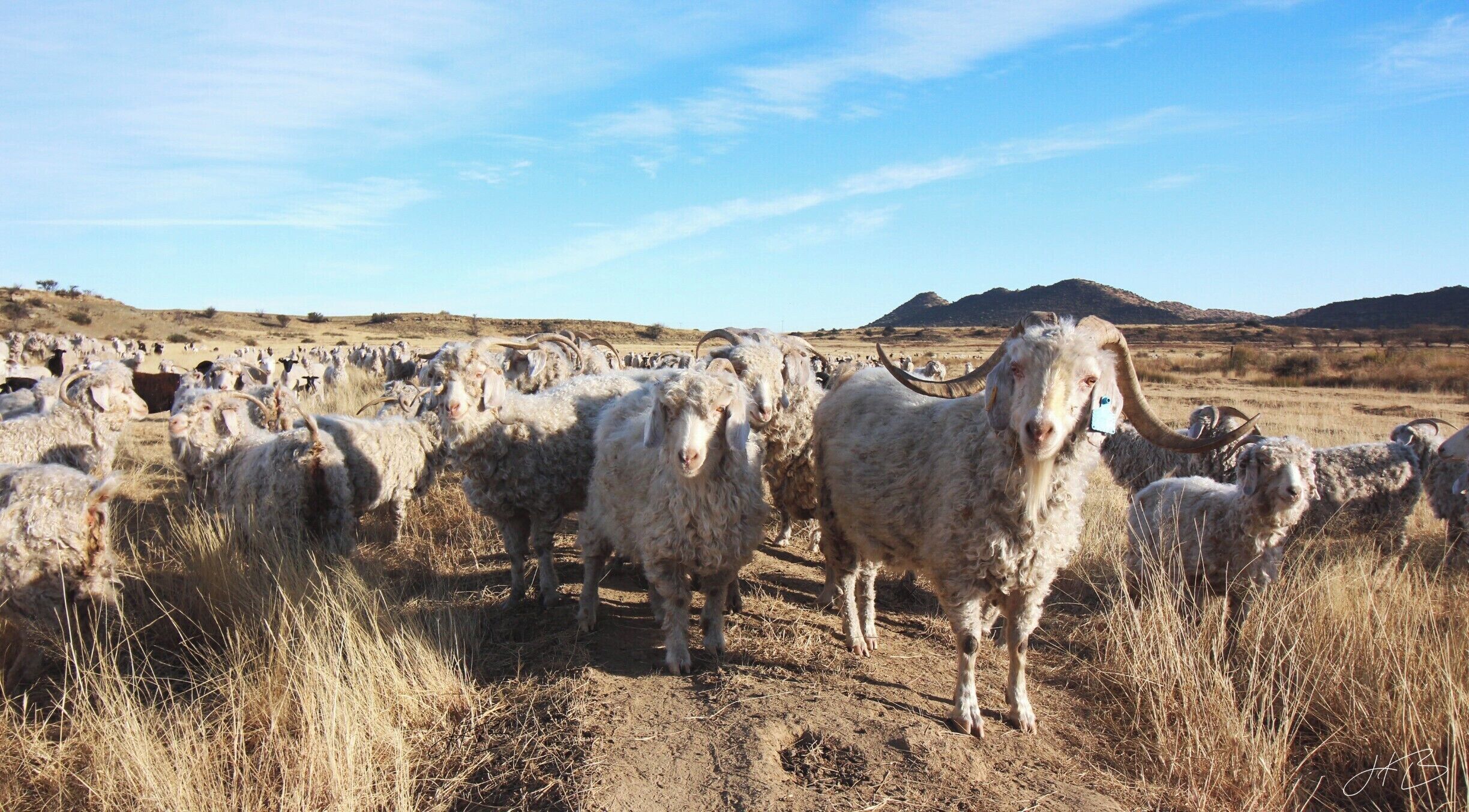 Sheep waiting for food #farm #freestate #sheep