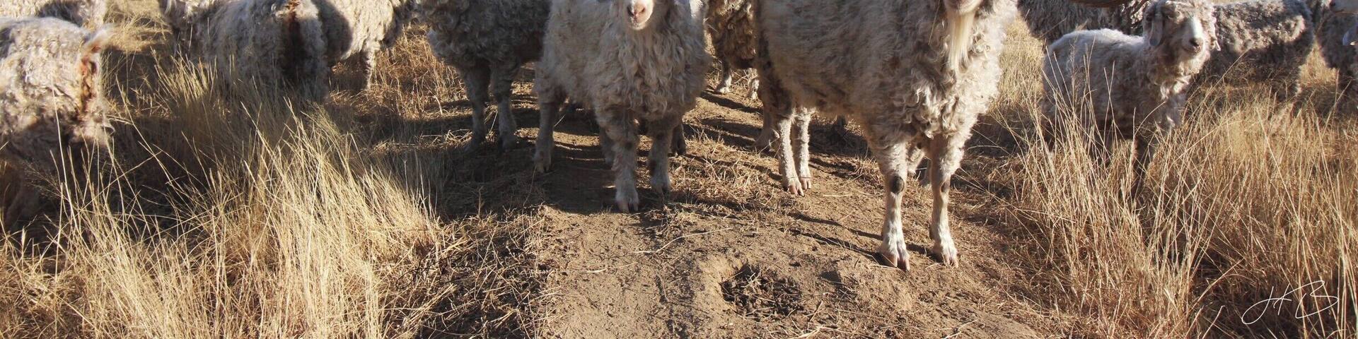 Sheep waiting for food #farm #freestate #sheep