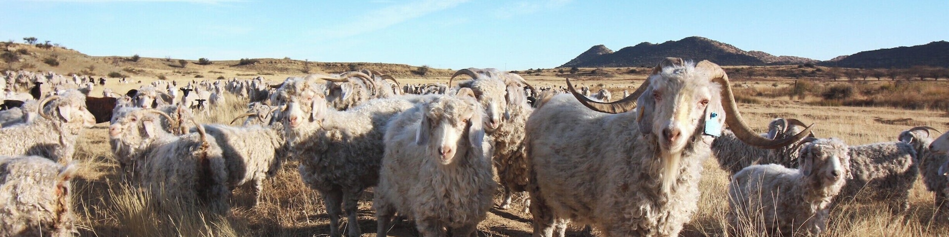 Sheep waiting for food #farm #freestate #sheep