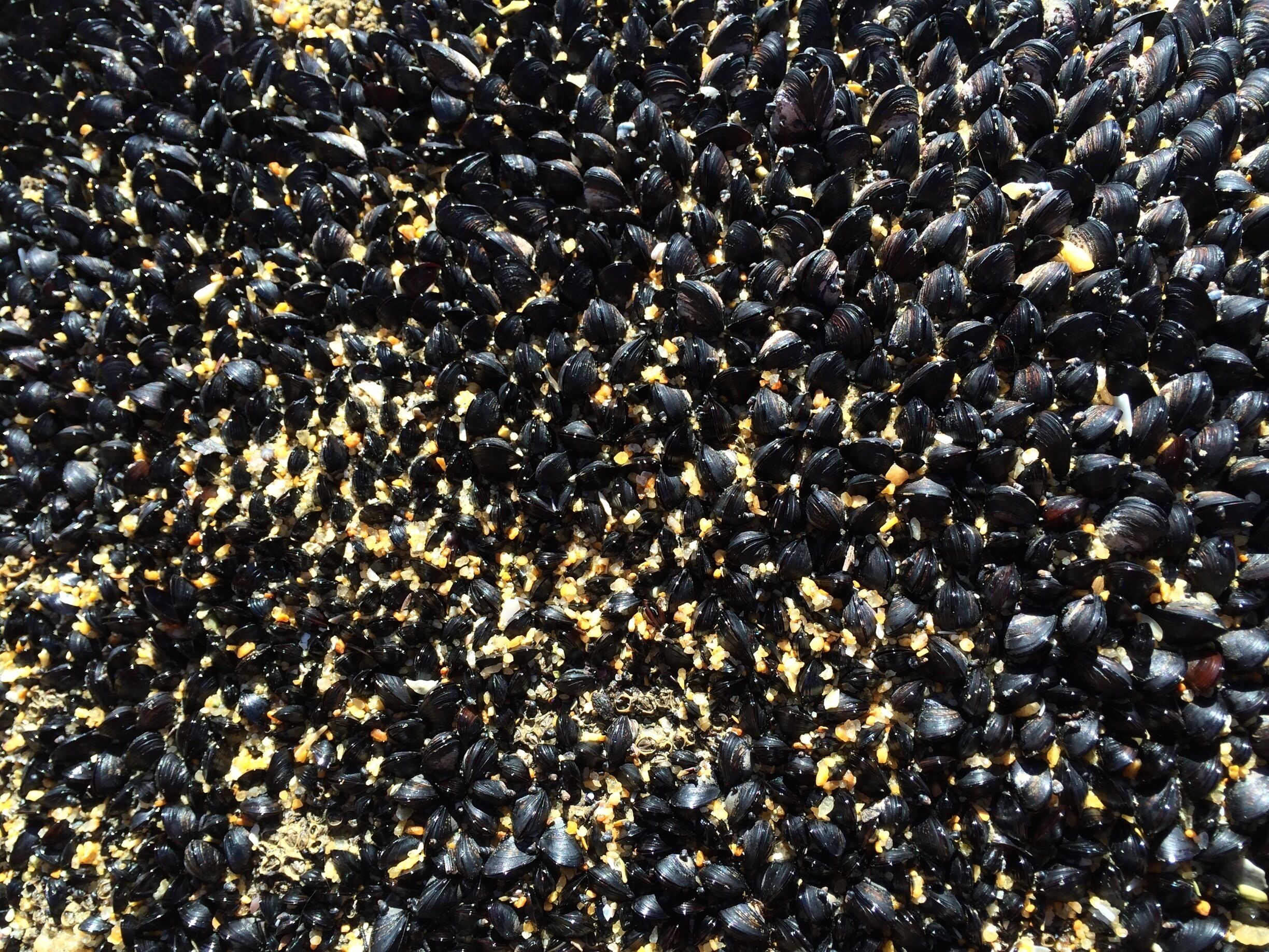 Mussels on a rock at Able Tasman National Park, NZ #springfun
