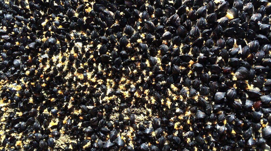 Mussels on a rock at Able Tasman National Park, NZ #springfun