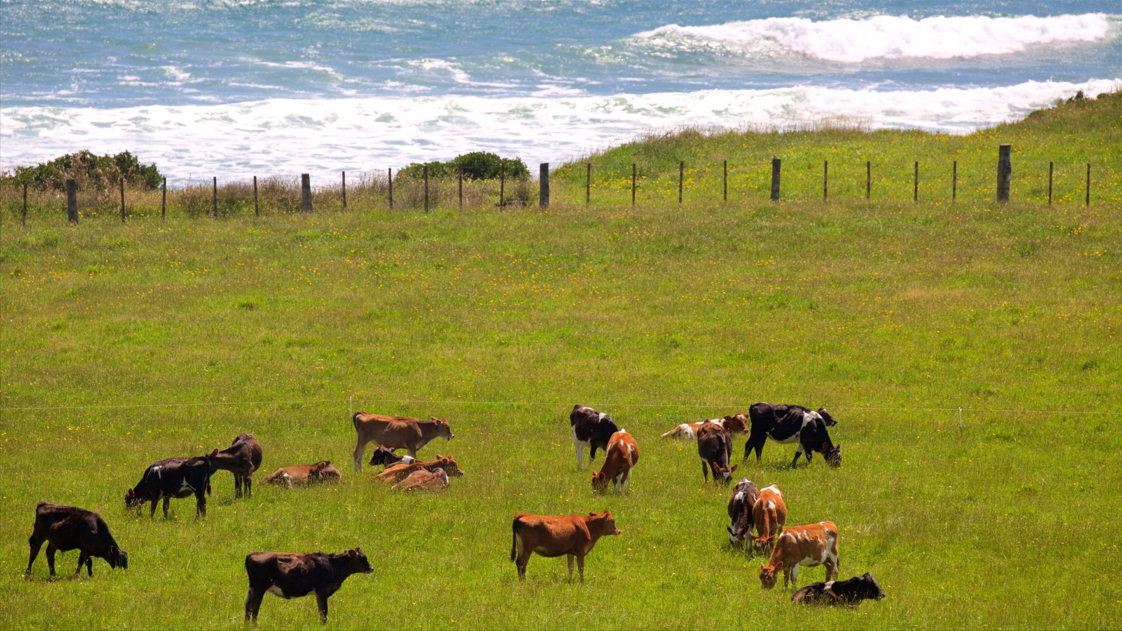 Pungarehu featuring land animals and farmland
