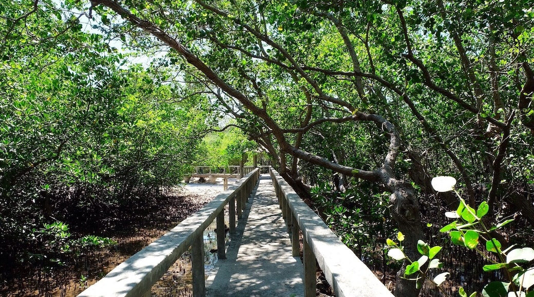 Talabong Mangrove Park walkway in Bais City which extends towards the sea. #natureporn
