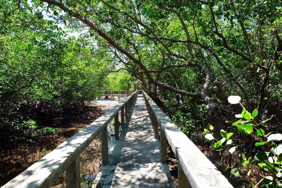 Talabong Mangrove Park walkway in Bais City which extends towards the sea. #natureporn