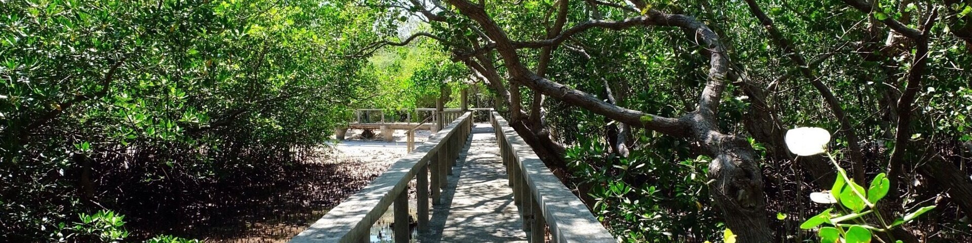 Talabong Mangrove Park walkway in Bais City which extends towards the sea. #natureporn