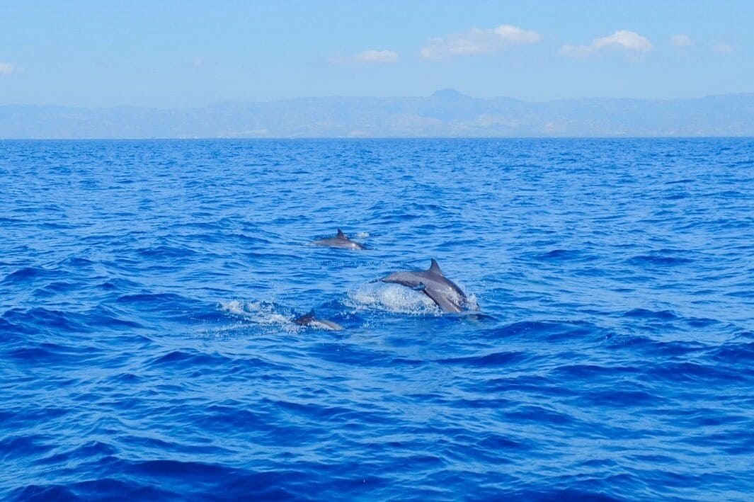 Chase pods of dolphins as they swim around their natural feeding grounds at Tañon Strait off Bais City. 🐬🐬🐬 #dolphins #travelPH