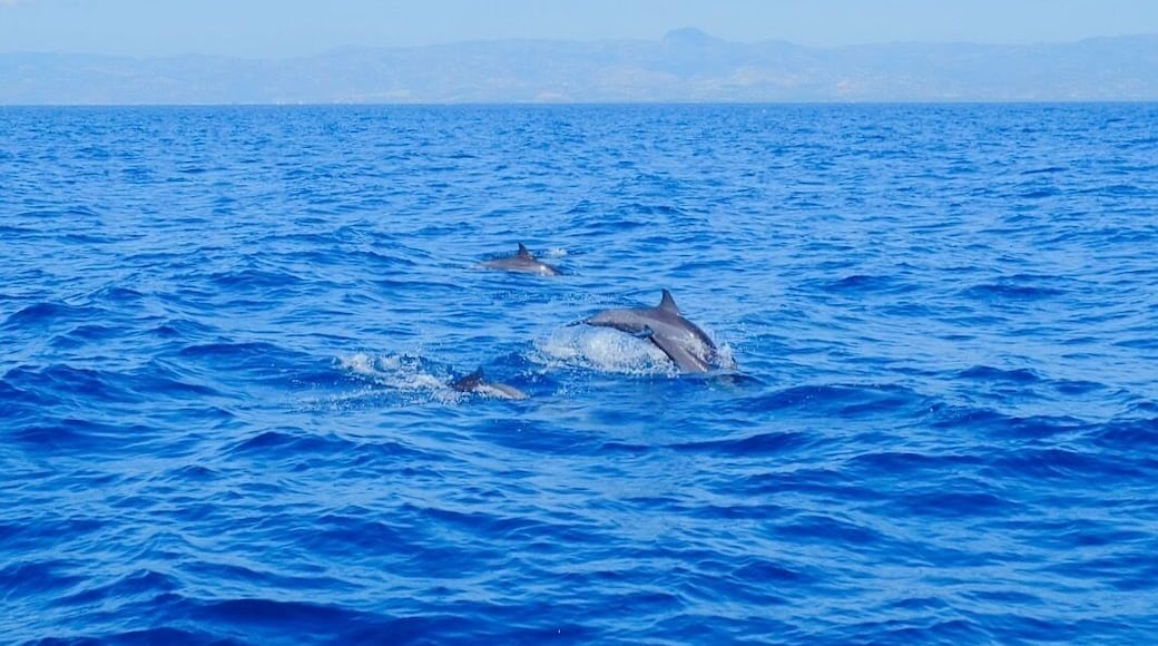 Chase pods of dolphins as they swim around their natural feeding grounds at Tañon Strait off Bais City. 🐬🐬🐬 #dolphins #travelPH