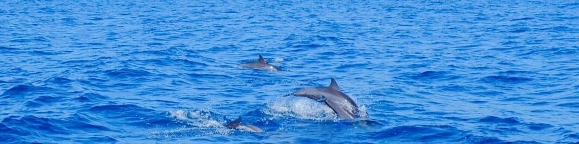 Golfinhos nadando no oceano.