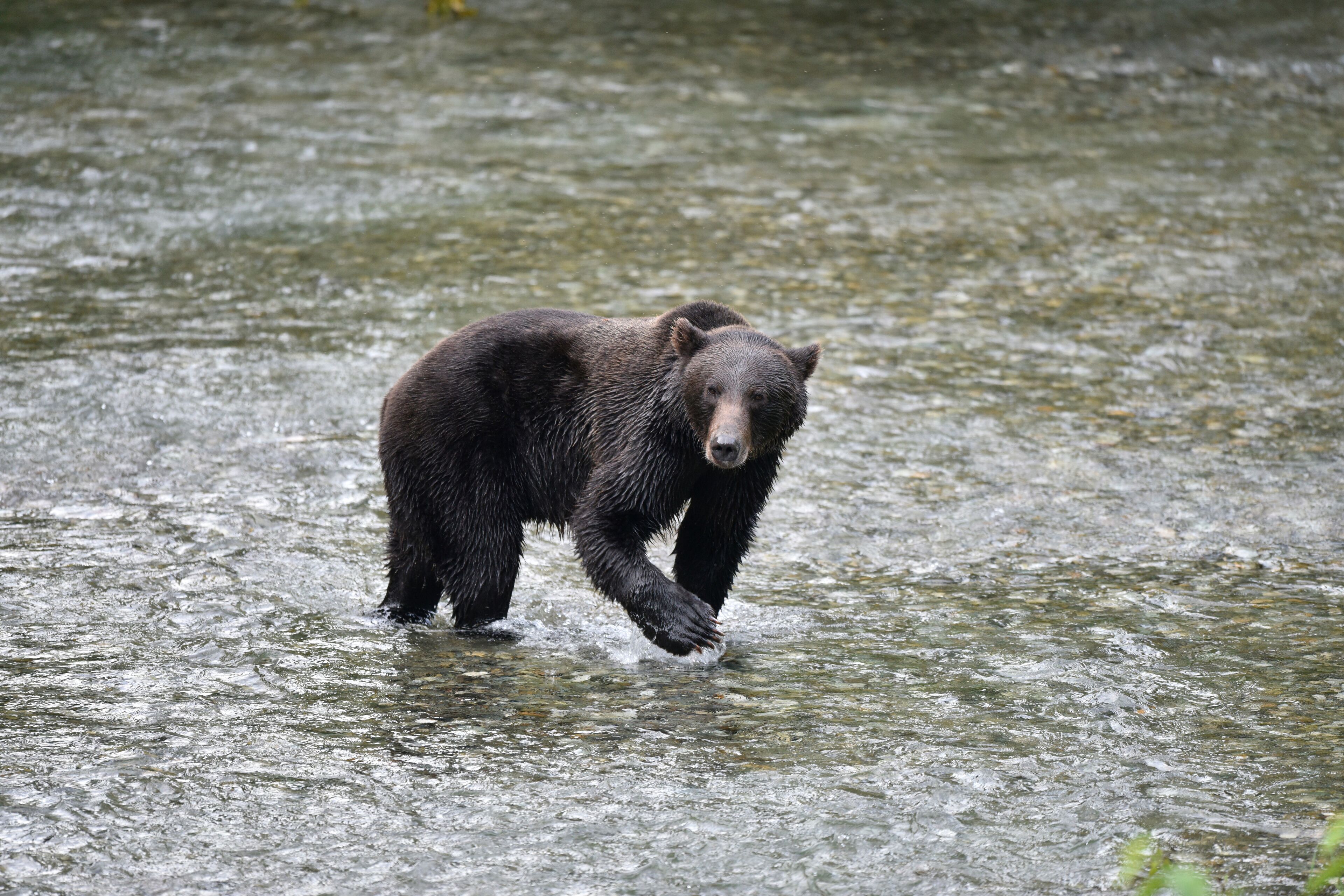 A bear walking through a river.