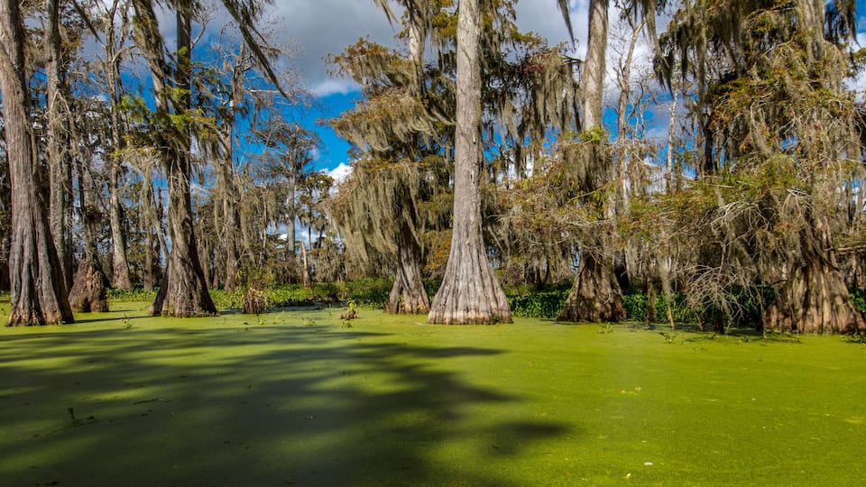 Cajun Swamp & Lake Martin, near Breaux Bridge and Lafayette Louisiana