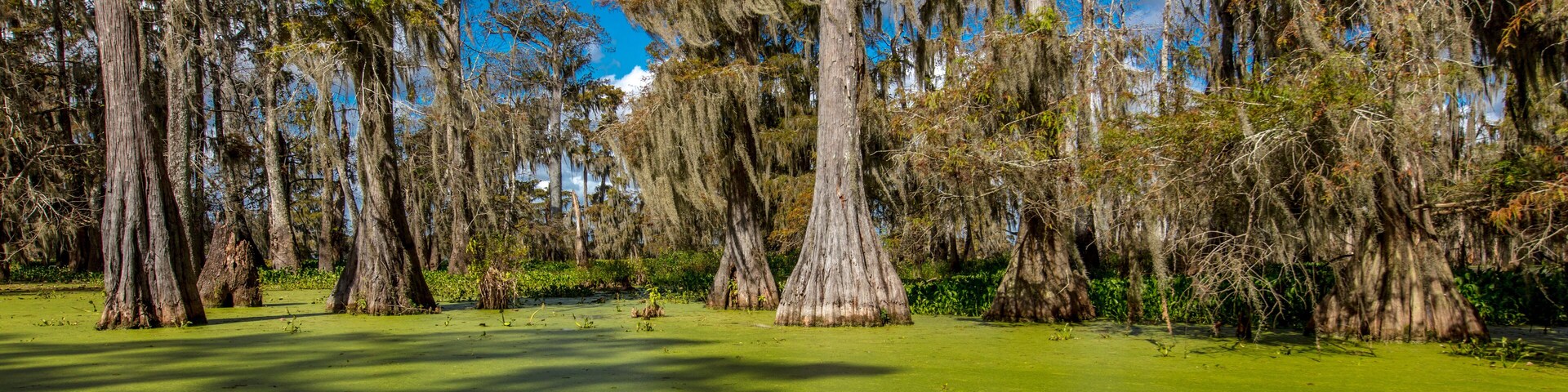 Cajun Swamp & Lake Martin, near Breaux Bridge and Lafayette Louisiana