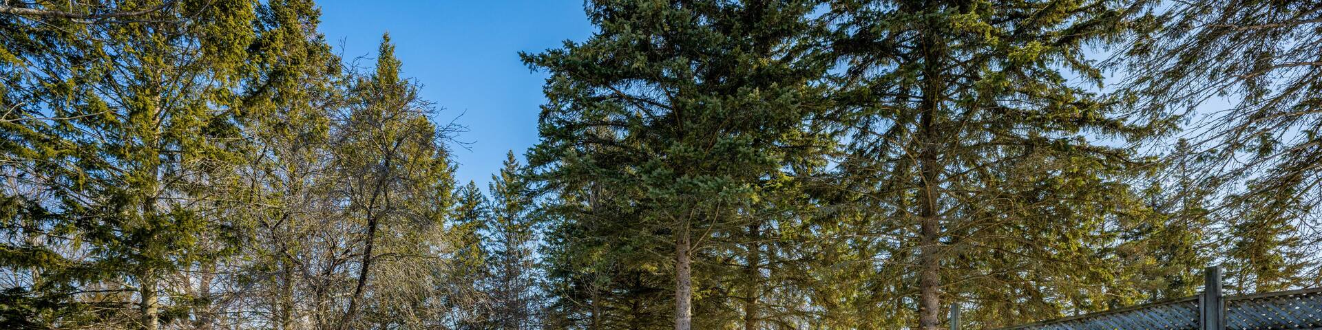 Backyard in ramara, ontario, featuring a circular stone fire pit, adirondack chairs, a rustic wooden bench, and pine trees, all covered in a blanket of fresh winter snow on a sunny day