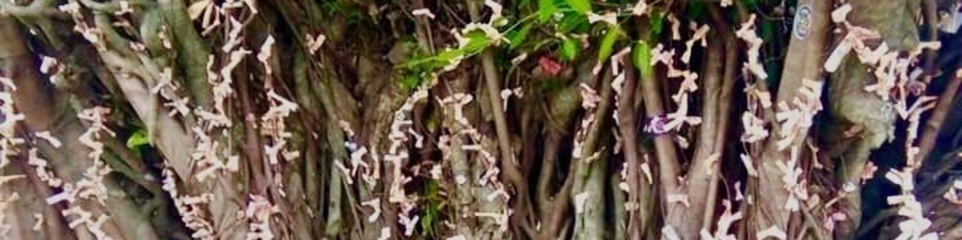 They call this Money Tree, at first glance it looks like flowers but those are money put by visitors and tourists, believing that putting some money will give luck. #MoneyTree #Pesos #Dollars