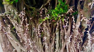 They call this Money Tree, at first glance it looks like flowers but those are money put by visitors and tourists, believing that putting some money will give luck. #MoneyTree #Pesos #Dollars