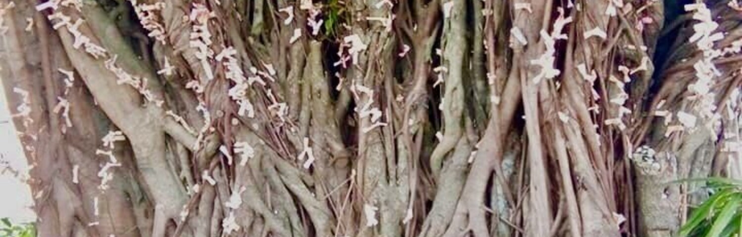 They call this Money Tree, at first glance it looks like flowers but those are money put by visitors and tourists, believing that putting some money will give luck. #MoneyTree #Pesos #Dollars