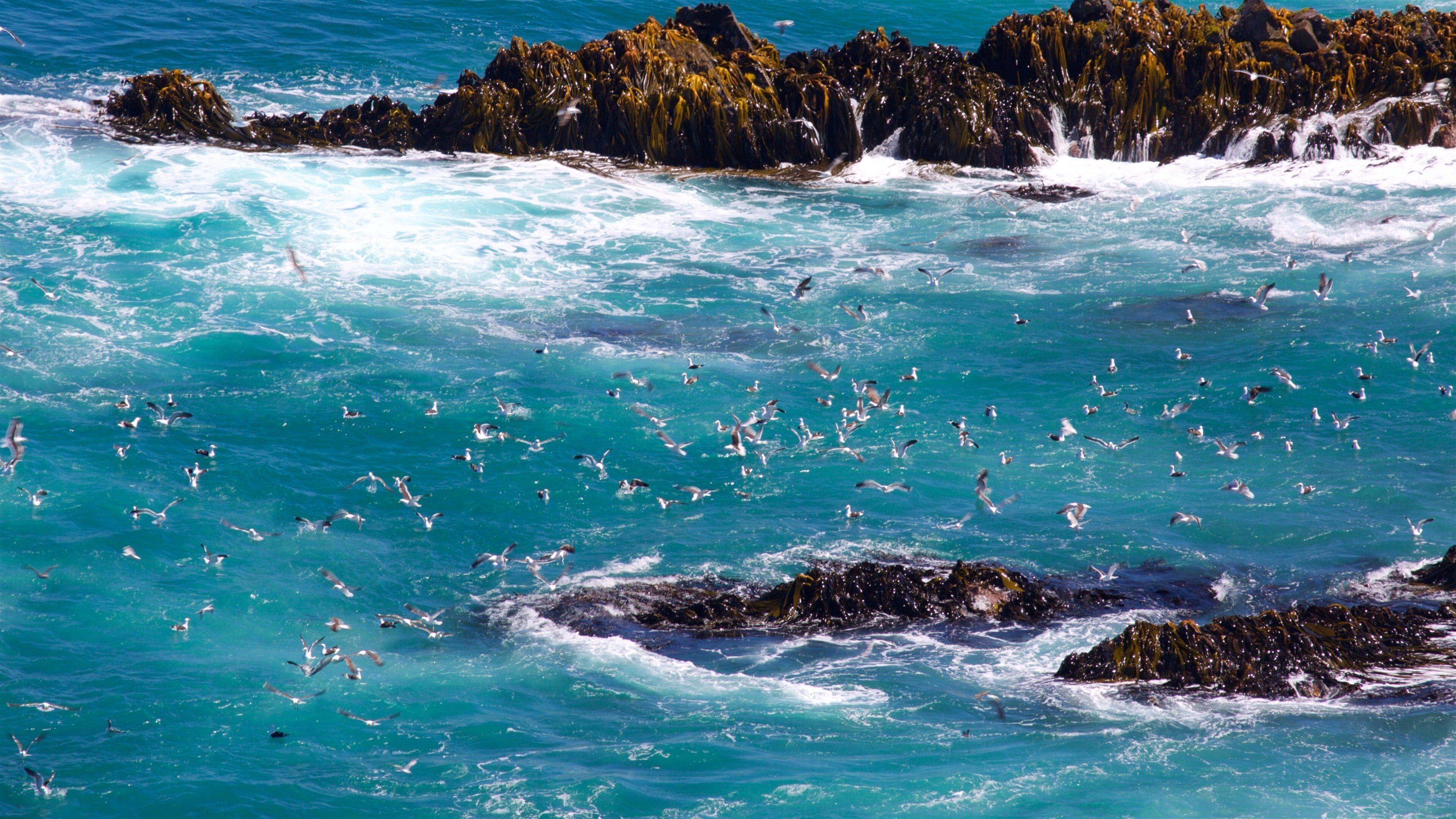 A coastal scene with waves crashing against rocky shores covered in seaweed.